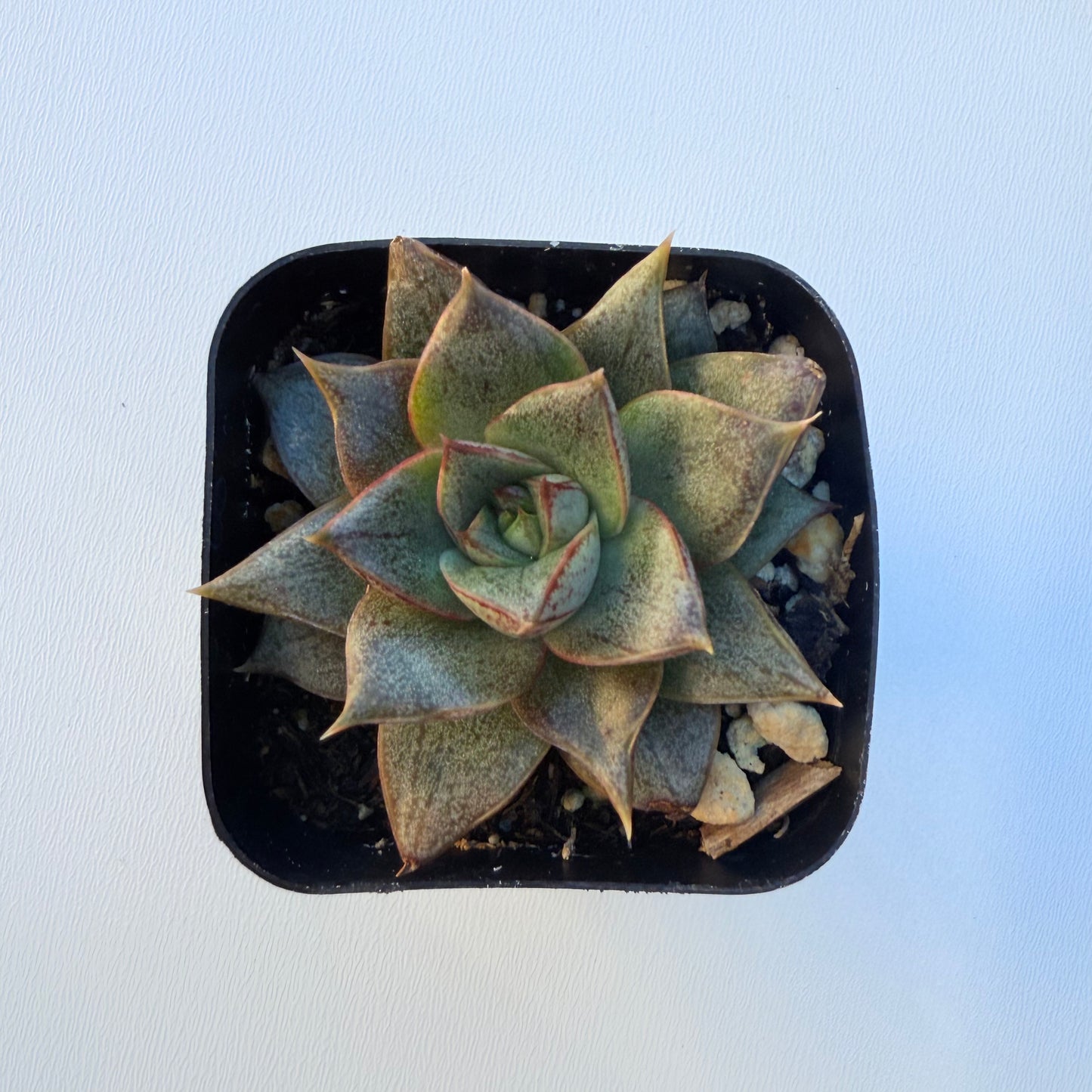Echeveria purpusorum (Purpus’ Echeveria)