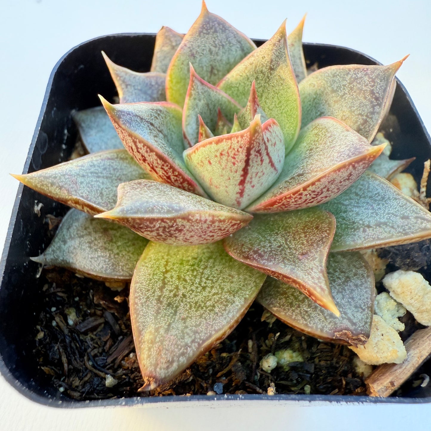 Echeveria purpusorum (Purpus’ Echeveria)