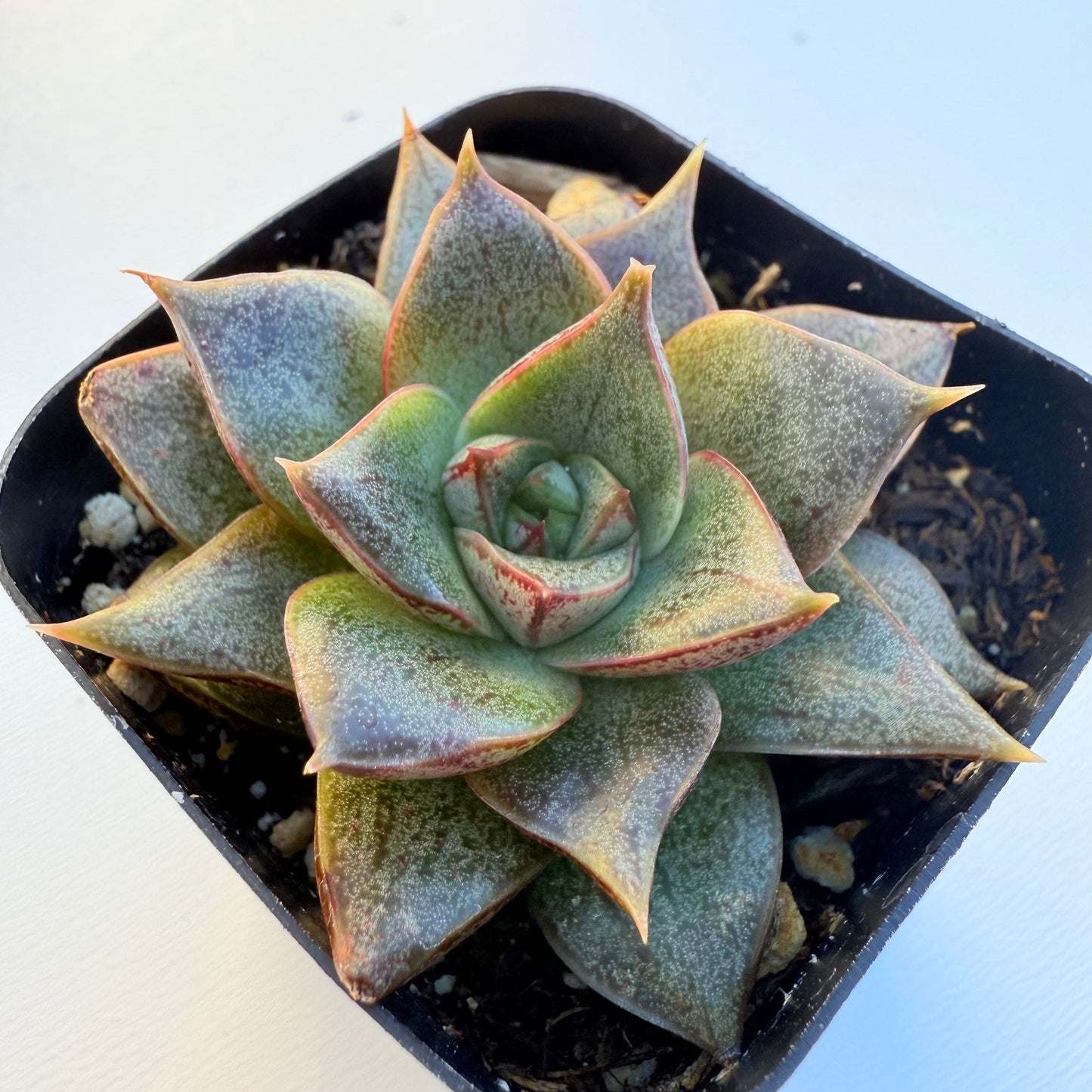Echeveria purpusorum (Purpus’ Echeveria)