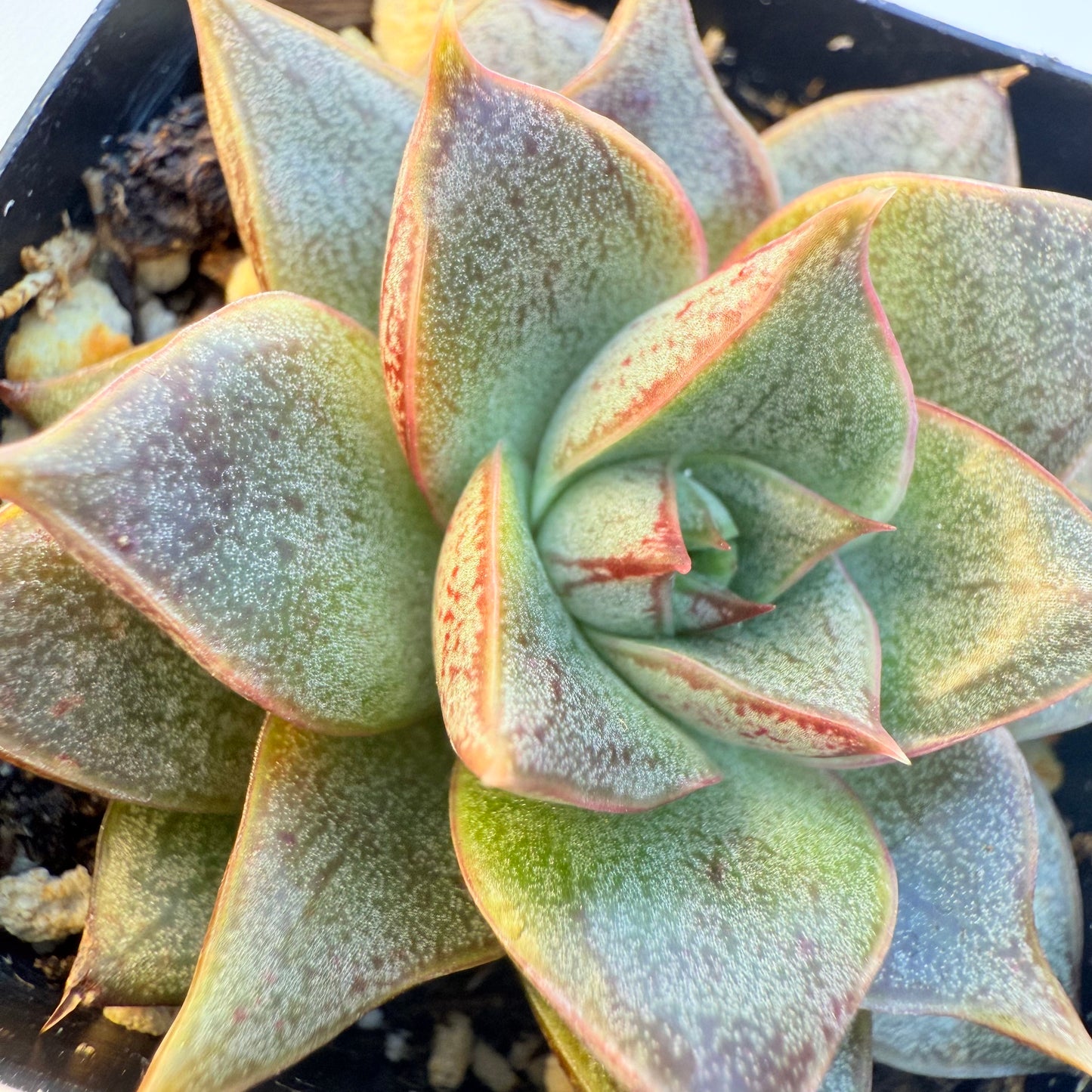 Echeveria purpusorum (Purpus’ Echeveria)
