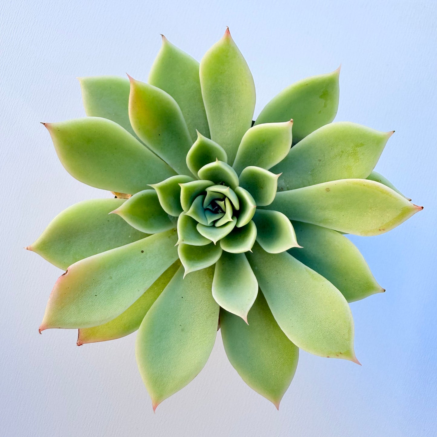Echeveria ‘Blue Atoll’ (Blue Atoll Echeveria)