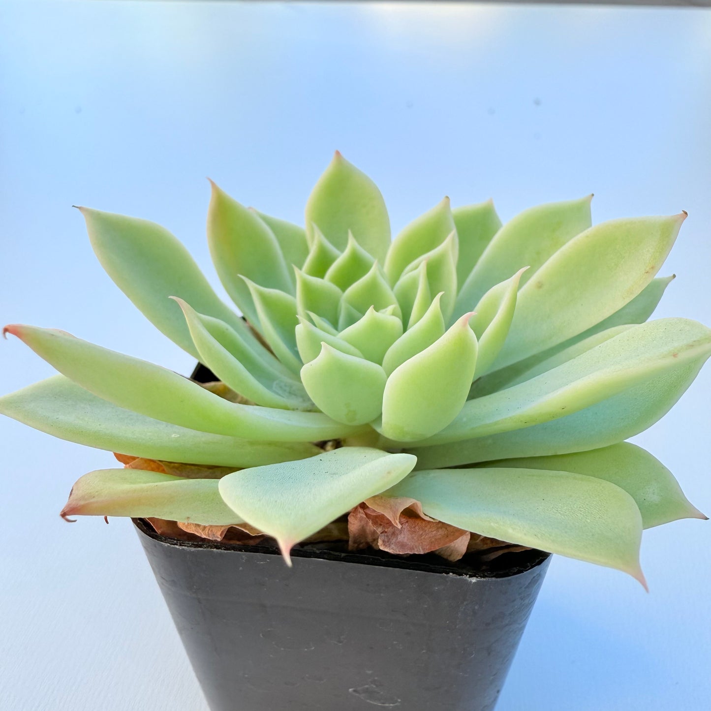 Echeveria ‘Blue Atoll’ (Blue Atoll Echeveria)