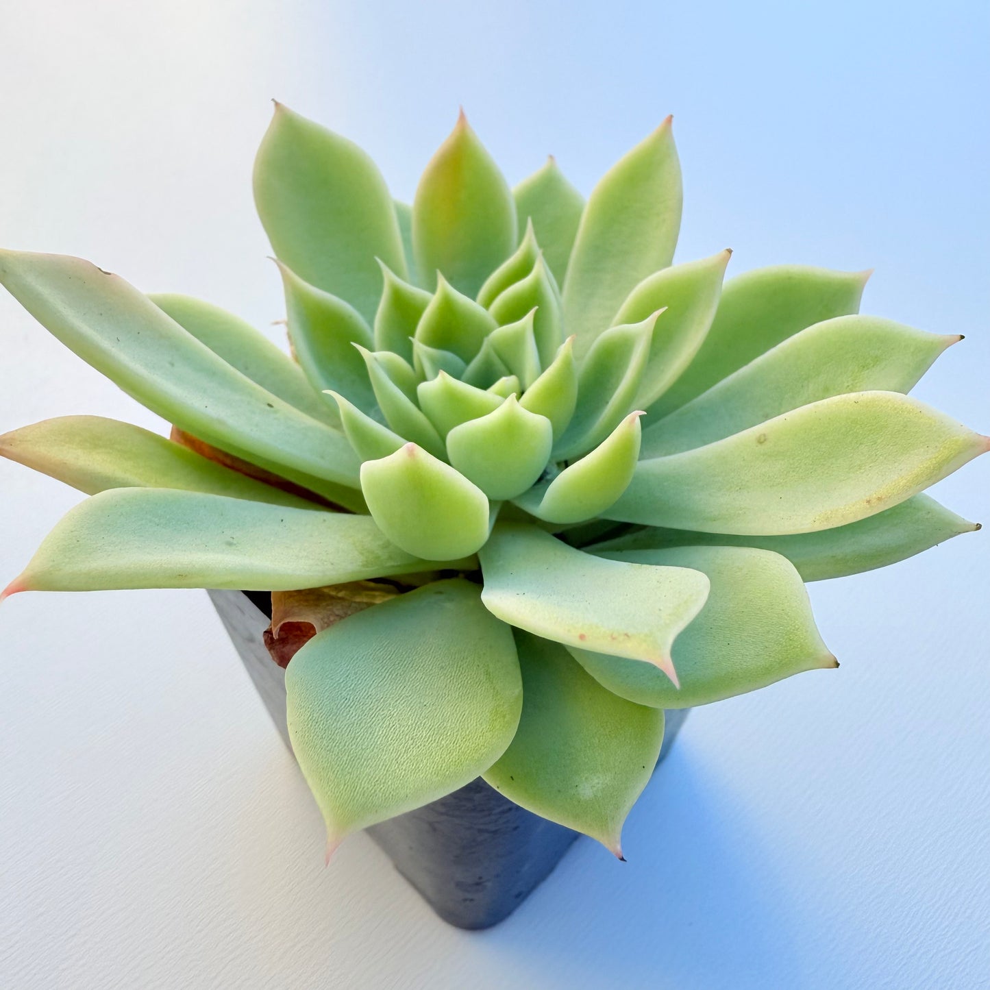 Echeveria ‘Blue Atoll’ (Blue Atoll Echeveria)