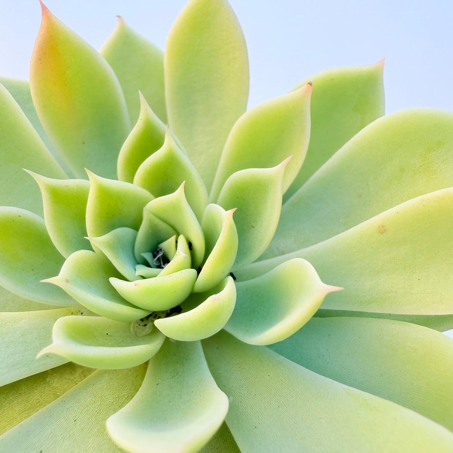 Echeveria ‘Blue Atoll’ (Blue Atoll Echeveria)