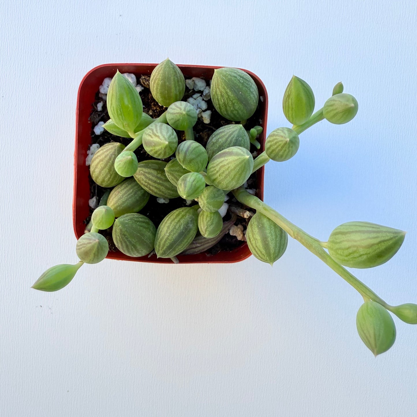 Curio herreanus (String of Watermelons)