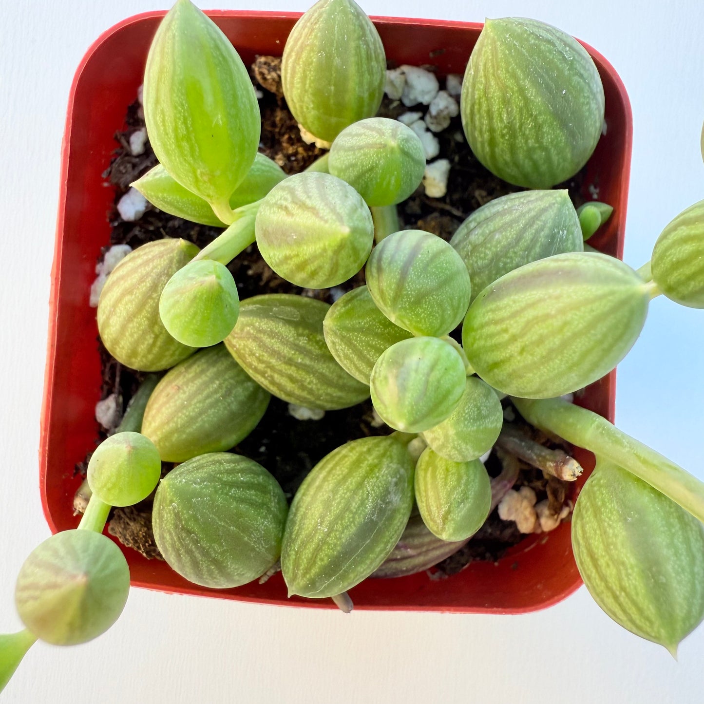 Curio herreanus (String of Watermelons)