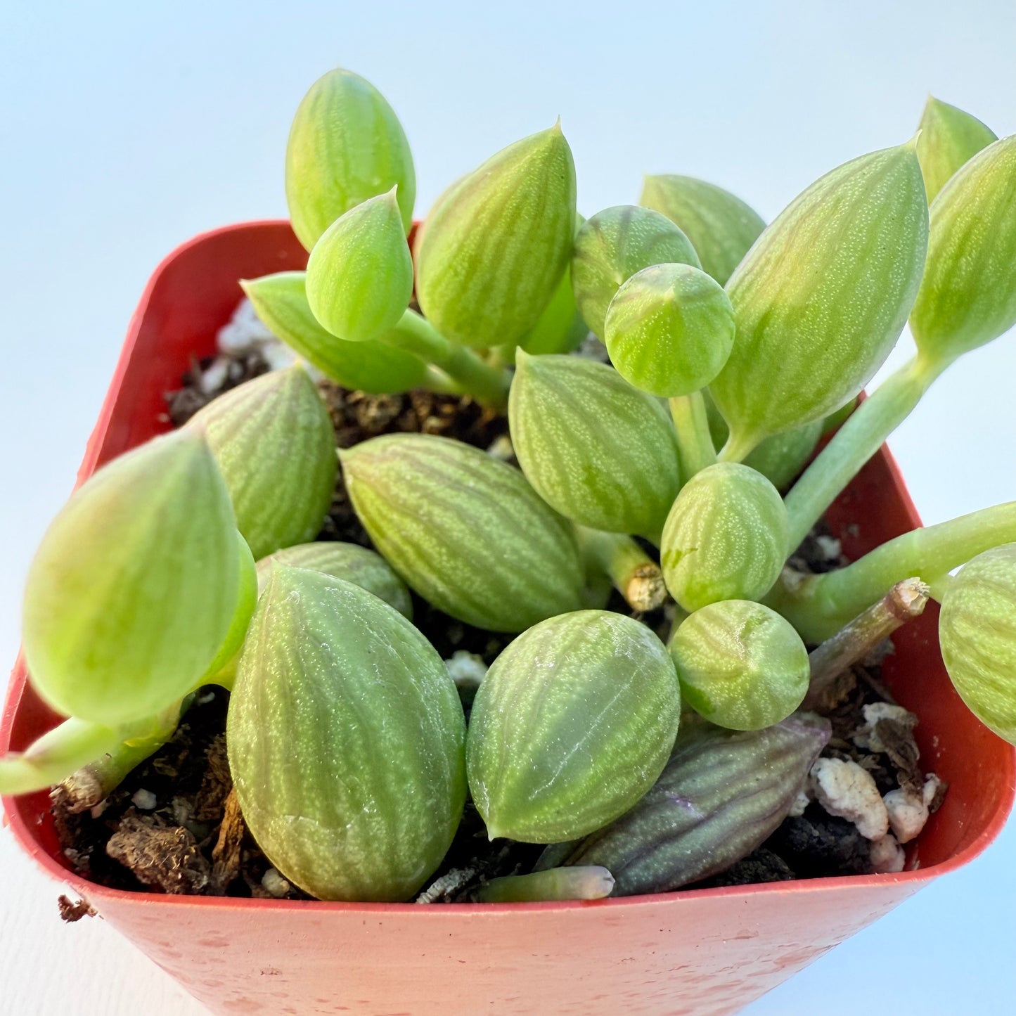 Curio herreanus (String of Watermelons)