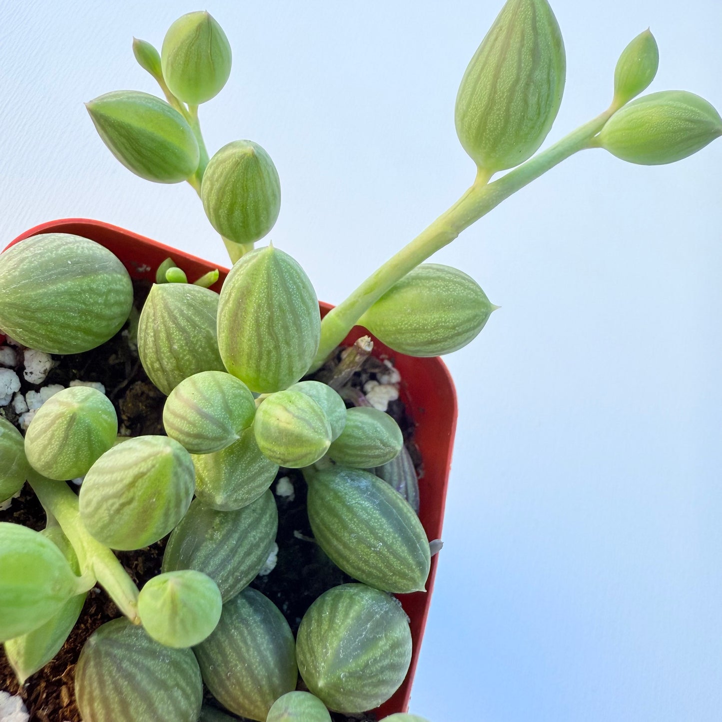 Curio herreanus (String of Watermelons)