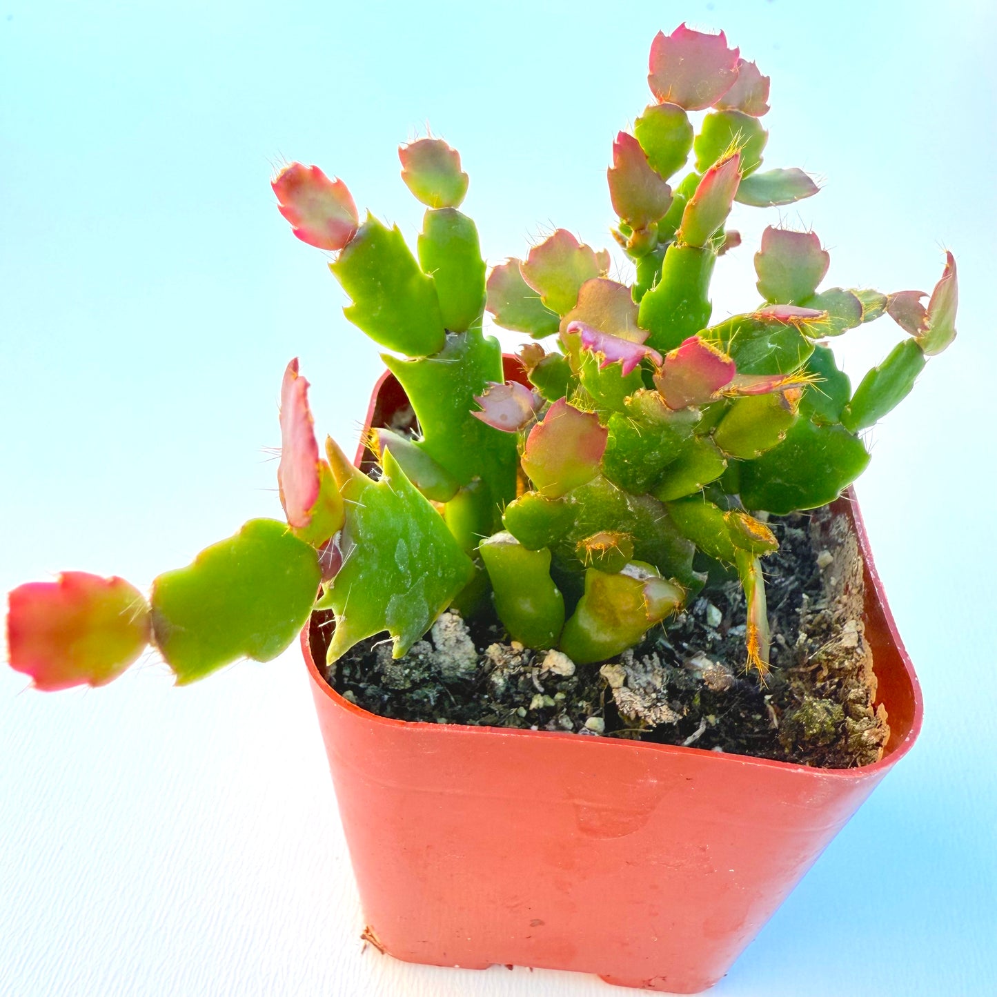 Schlumbergera truncata (Thanksgiving Cactus)