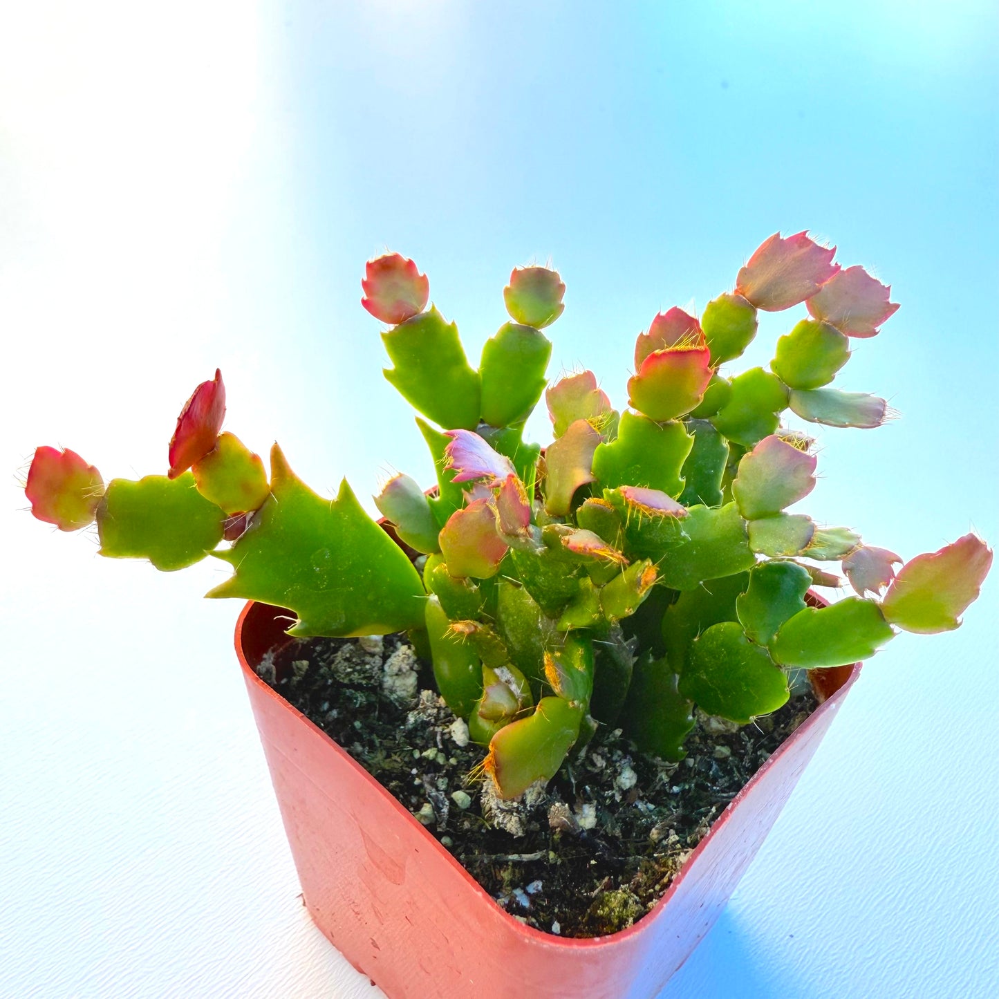 Schlumbergera truncata (Thanksgiving Cactus)