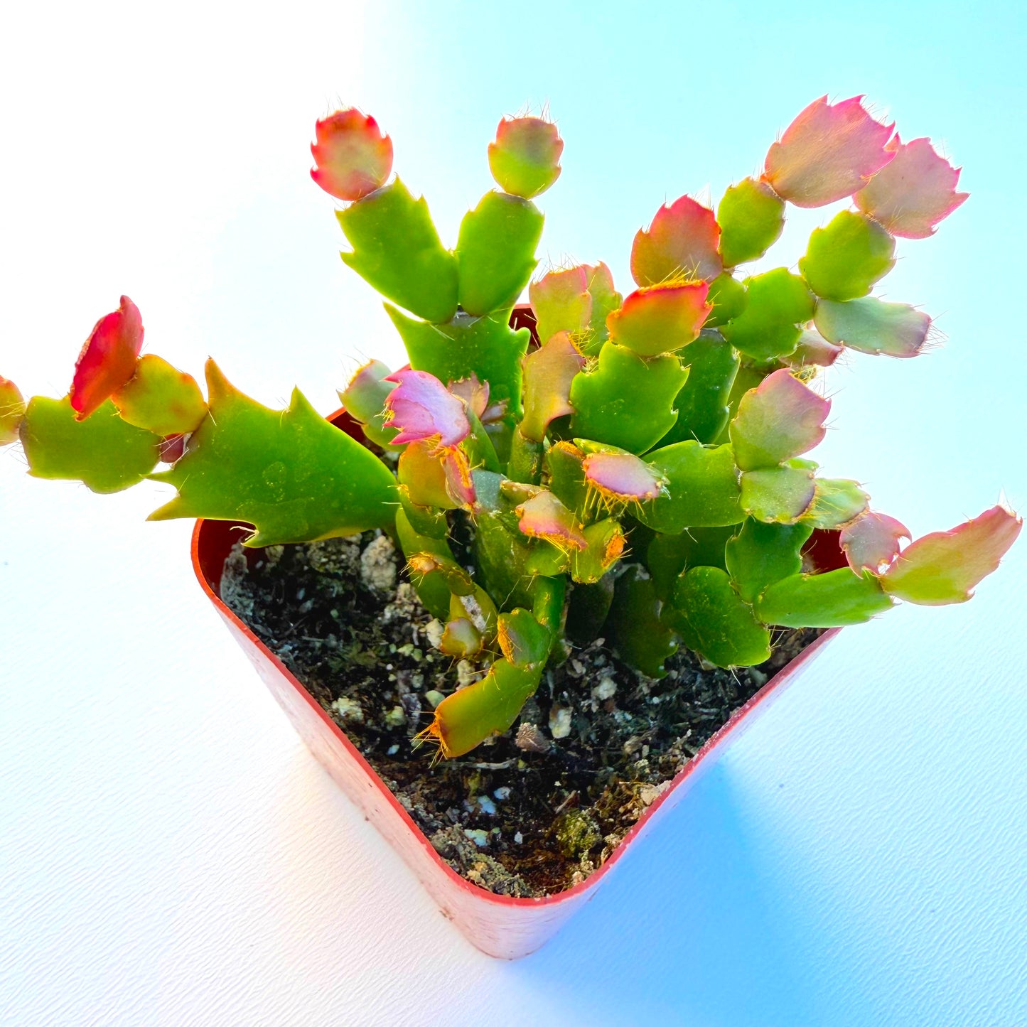 Schlumbergera truncata (Thanksgiving Cactus)