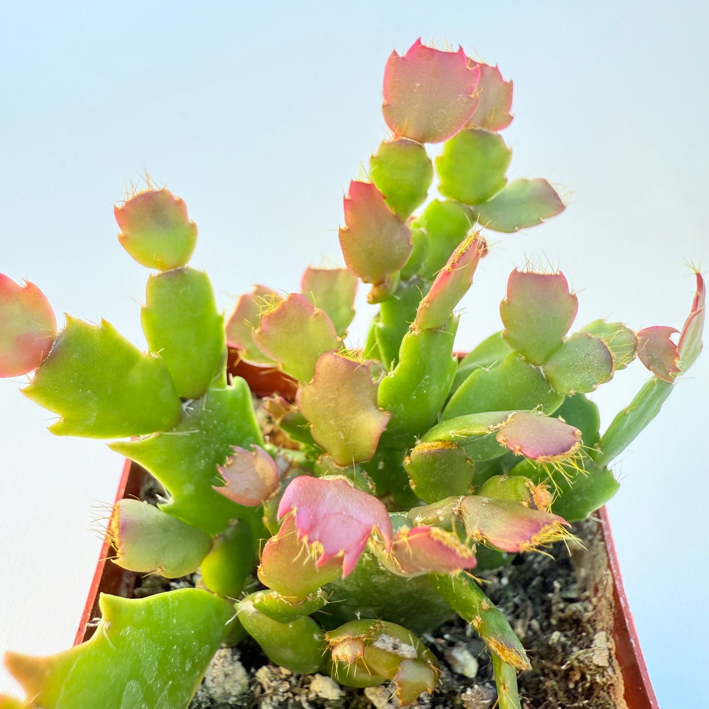 Schlumbergera truncata (Thanksgiving Cactus)