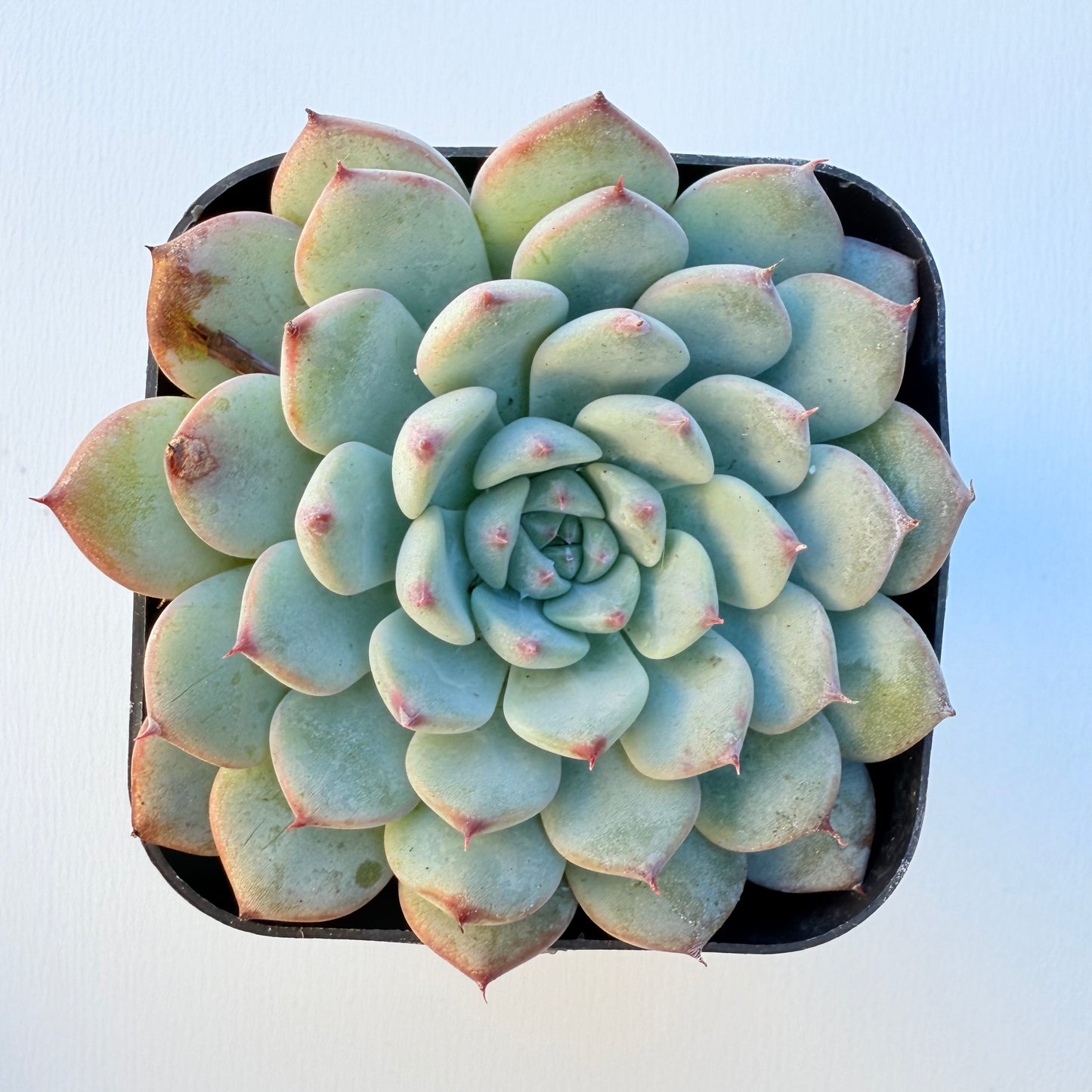 Echeveria minima (Miniature Echeveria)