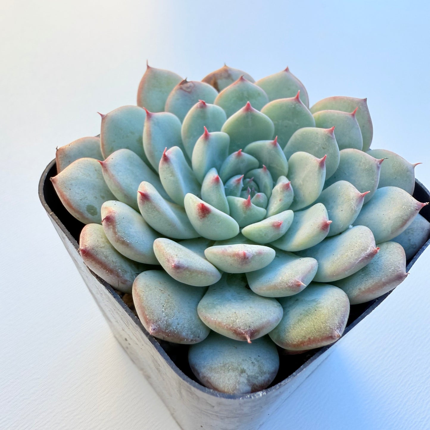 Echeveria minima (Miniature Echeveria)