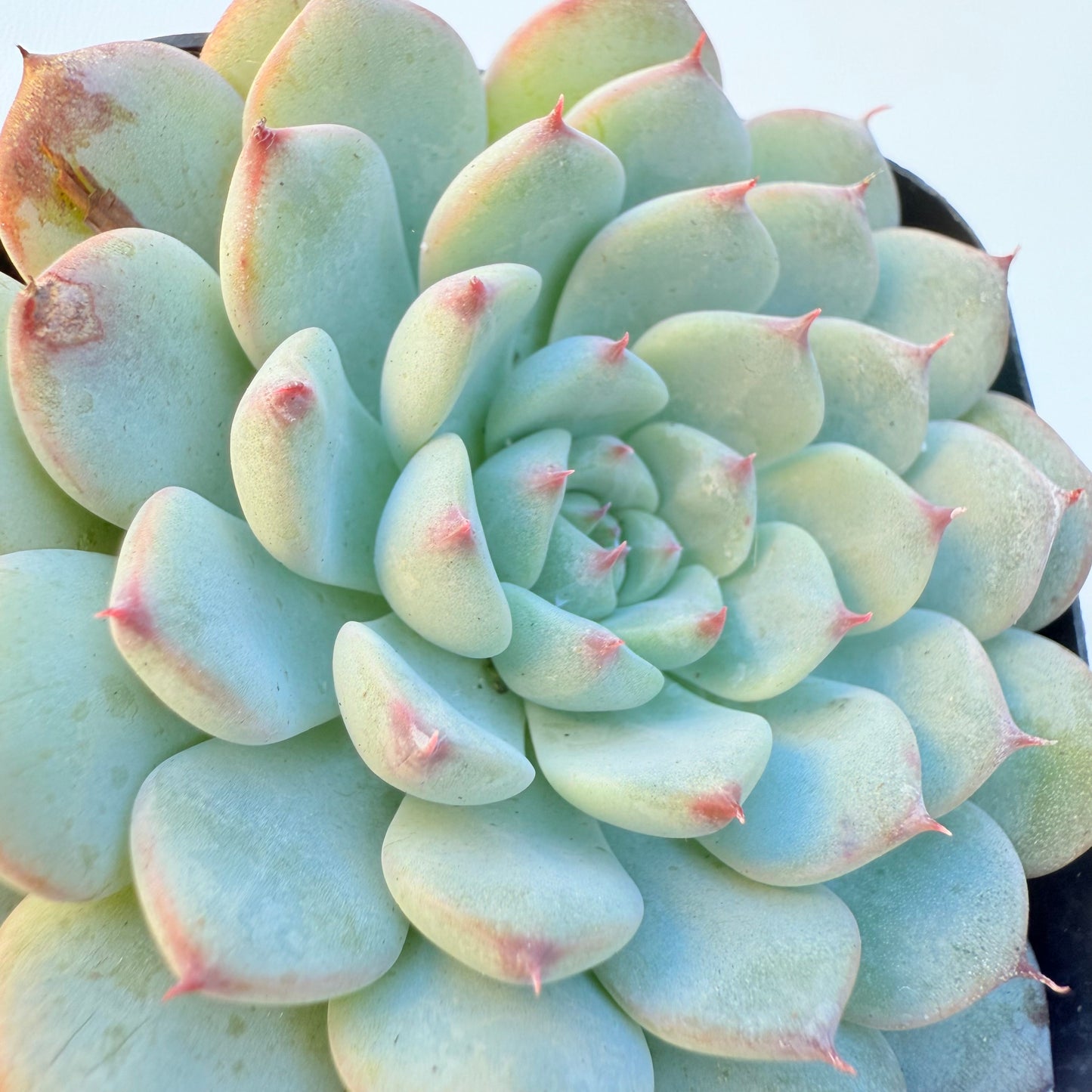 Echeveria minima (Miniature Echeveria)