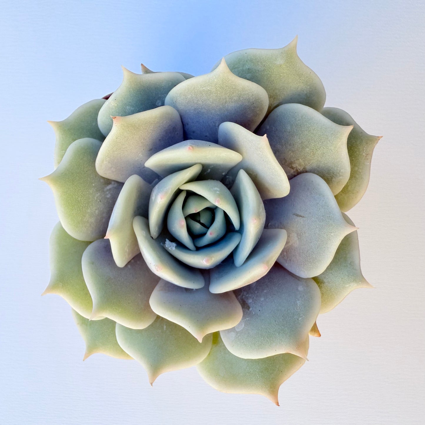 Echeveria ‘Lola’ (Lola)