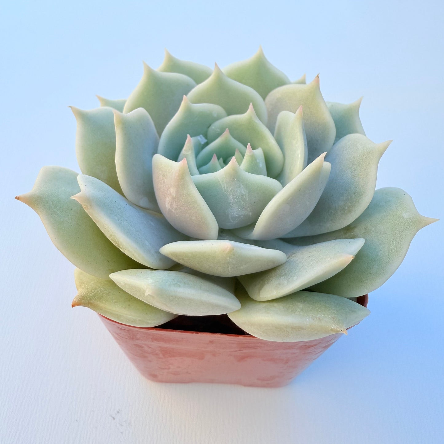 Echeveria ‘Lola’ (Lola)