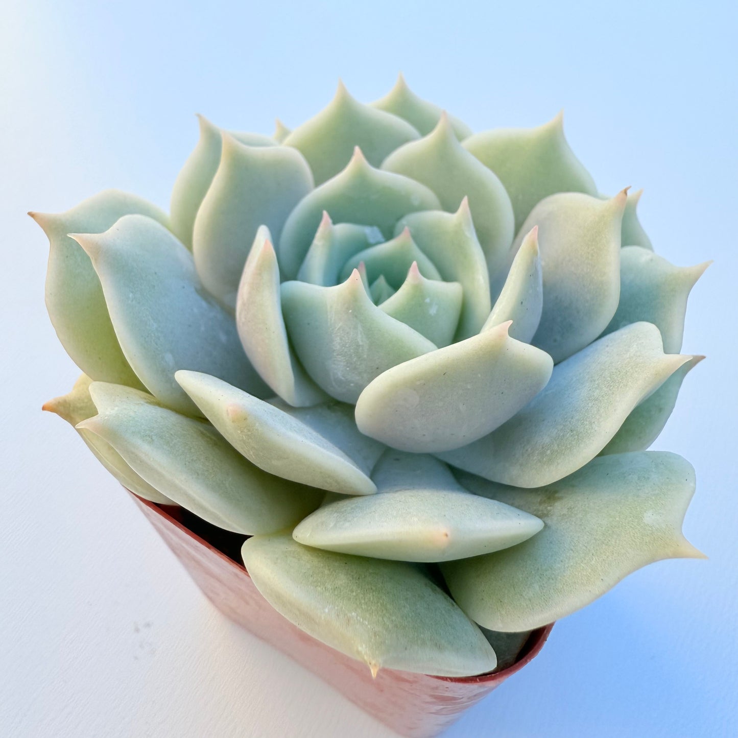 Echeveria ‘Lola’ (Lola)