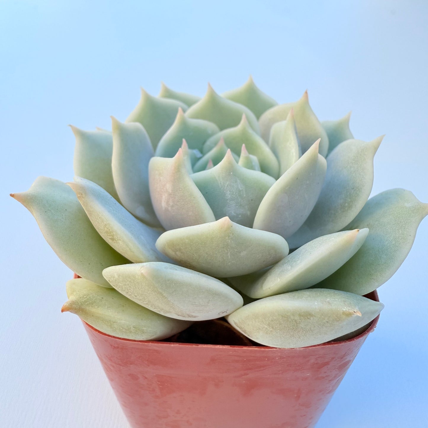 Echeveria ‘Lola’ (Lola)
