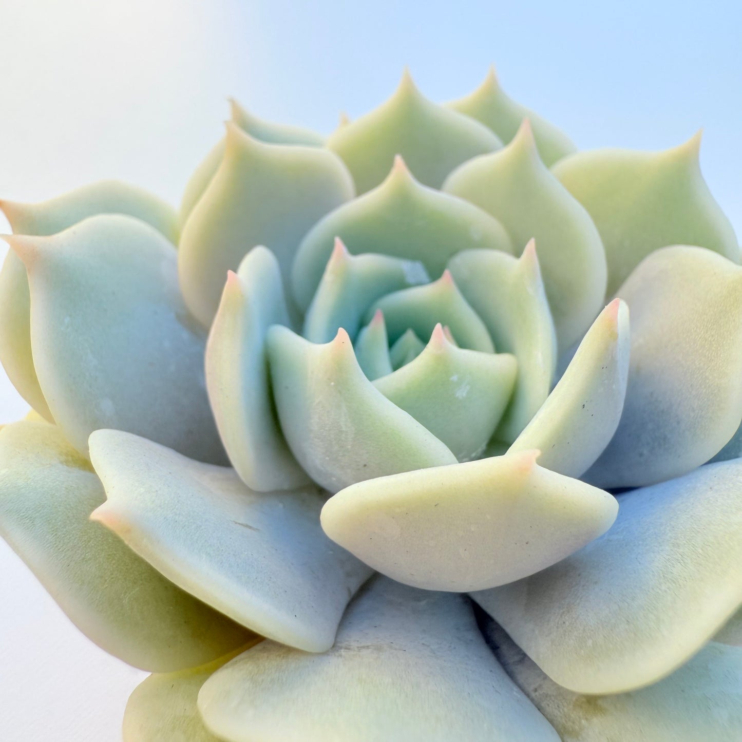 Echeveria ‘Lola’ (Lola)