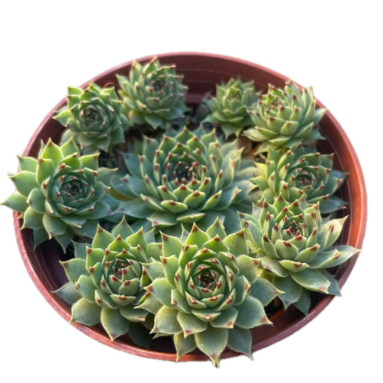 Sempervivum calcareum (Red Tip)