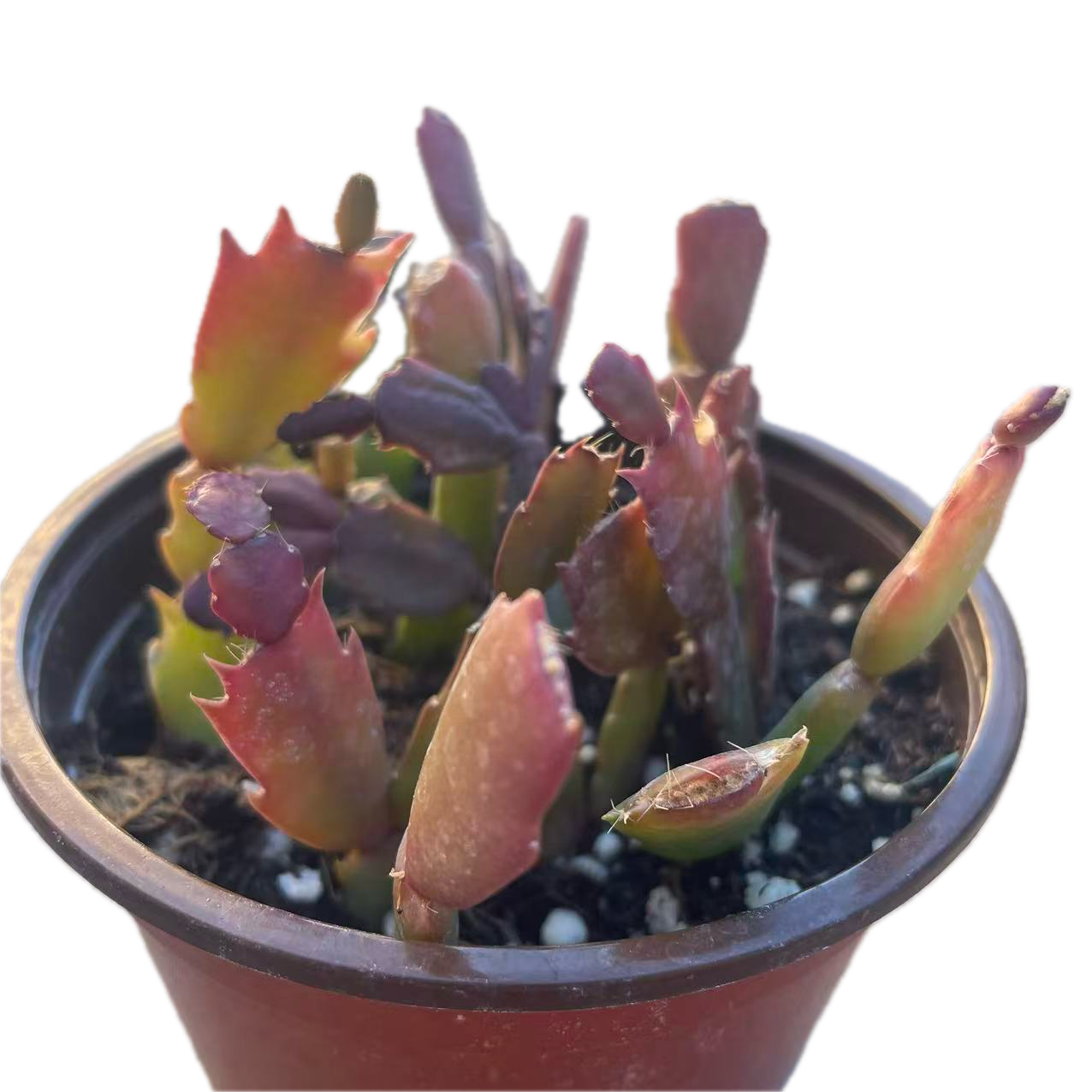 Schlumbergera truncata (Thanksgiving Cactus)