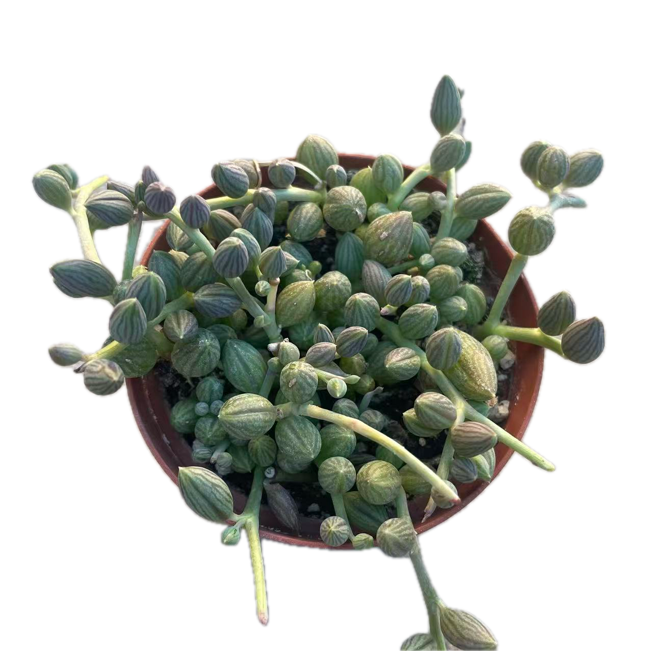 Curio herreanus (String of Watermelons)
