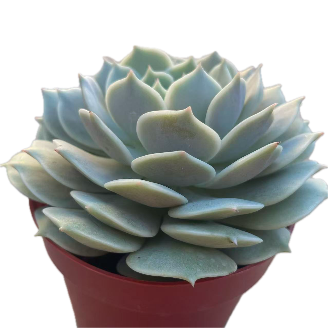 Echeveria ‘Lola’ (Lola)
