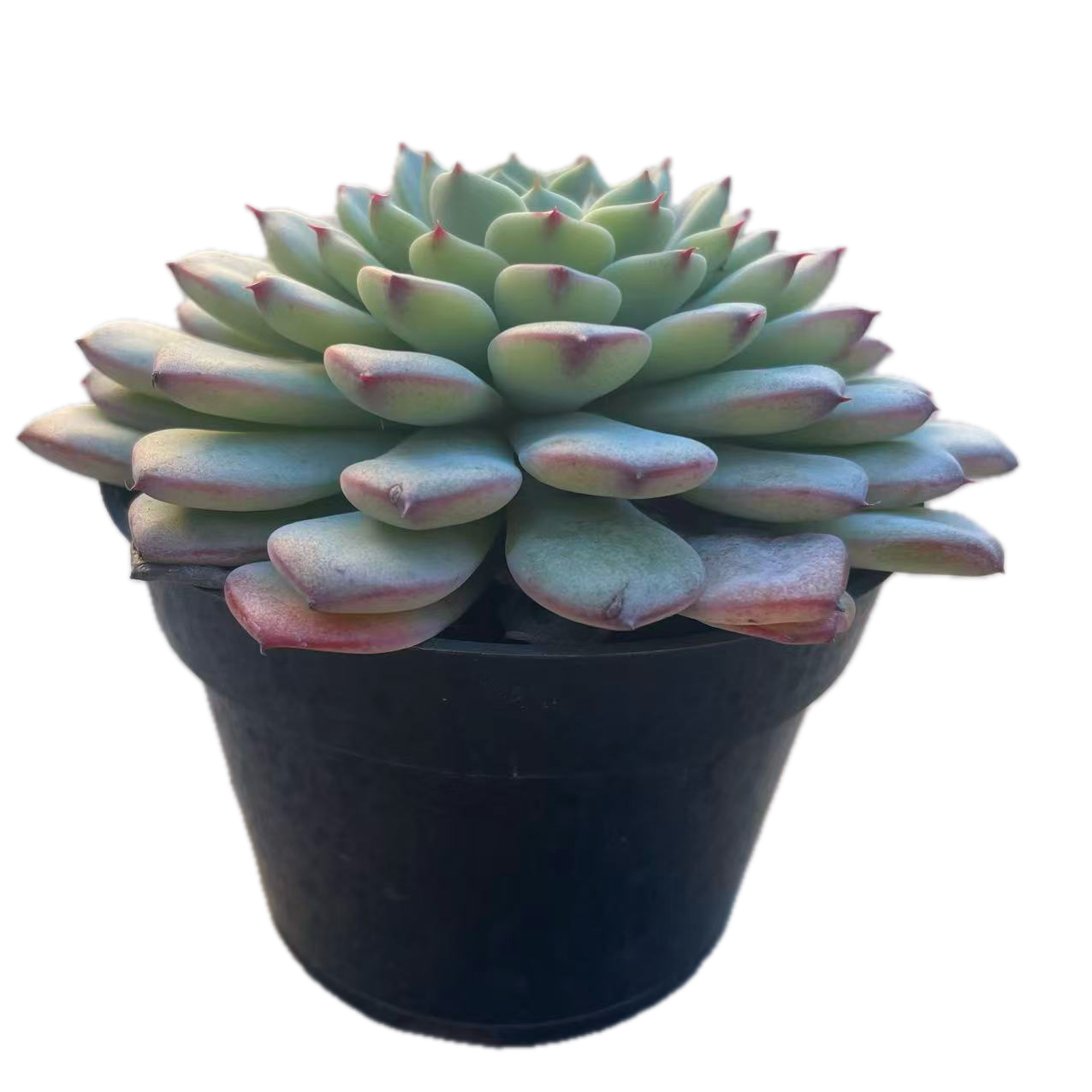 Echeveria minima (Miniature Echeveria)